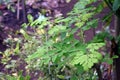 Moringa trees that reach upwards with very dense leaves Royalty Free Stock Photo