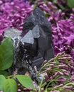 Morion Smokey Quartz with Chlorite surrounded by purple lilac flower. Royalty Free Stock Photo