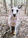 Morisset Kangaroo Royalty Free Stock Photo