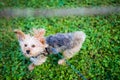 Morkie Dog Jumping to Catch Stick in the Air on Warm Sunny Day