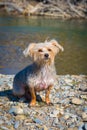 Morkie Royalty Free Stock Photo