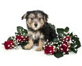 Morkie Puppy Royalty Free Stock Photo