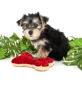 Morkie Puppy Royalty Free Stock Photo