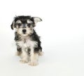 Morkie Puppy