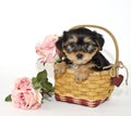 Morkie Puppy