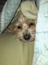 The Morkie puppy hiding
