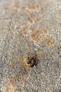 Mormon cricket roadkill smashed in the middle of the road during migration Royalty Free Stock Photo