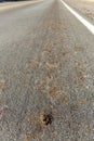 Mormon cricket roadkill smashed in the middle of the road during migration Royalty Free Stock Photo