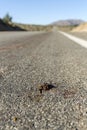 Mormon cricket roadkill smashed in the middle of the road during migration in the desert Royalty Free Stock Photo