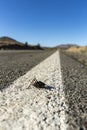 Mormon crickets on the road during migration in the desert Royalty Free Stock Photo