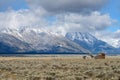 Mormon Row at Antelope Flats and Grand Teton National Park in Wyoming Royalty Free Stock Photo
