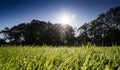 Morning grass with water drops