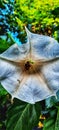 morning activity of a swarm of bees