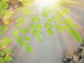 Morning ambient light of tropical rainforest