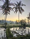 Morning atmosfhere going to work on the rice fields Royalty Free Stock Photo