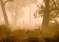 Morning atmosphere in Bardia National Park, Nepal Royalty Free Stock Photo