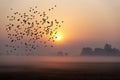 Morning atmosphere flock of flying birds sunrise background and mist in Asia Royalty Free Stock Photo