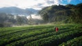 Morning atmosphere with mist in strawberry plantation