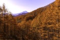 Morning atmosphere of Mount Fuji and the trees turns yellow in autumn in Japan Royalty Free Stock Photo