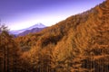 morning atmosphere of Mount Fuji and the trees turns yellow in autumn in Japan Royalty Free Stock Photo