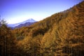 The morning atmosphere of Mount Fuji and the trees turns yellow in autumn Royalty Free Stock Photo