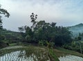 morning atmosphere in the rice fields 3 Royalty Free Stock Photo