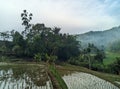 morning atmosphere in the rice fields 7 Royalty Free Stock Photo