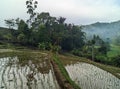 morning atmosphere in the rice fields 6 Royalty Free Stock Photo