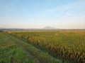 morning atmosphere in the rice fields