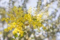 Morning in Australia with golden wattle