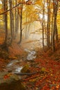 Vertical foggy autumn landscape, scenic nature scenery, Carpathian mountains. Ukraine, Europe