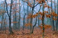 Morning in autumn forest trees and leaves of fantasy landscape Royalty Free Stock Photo