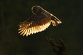 Morning back light. Flying owl. Owl in the forest. Owl in fly. Action scene with owl. Flying Eurasian Tawny Owl, with dark blurred