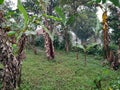 Morning backyard garden banana tree