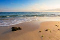 morning on the beach. seaweed on the sand Royalty Free Stock Photo