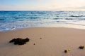 morning on the beach. seaweed on the sand Royalty Free Stock Photo