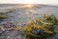 Morning beach with seaweed and seashells Royalty Free Stock Photo