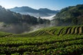 Morning at beautiful strawberries farm.