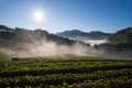 Morning at beautiful strawberries farm.