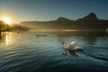 In the morning, the beautiful sun shines on the swan and the poultry