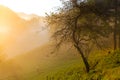 Morning beautiful sunrise Slovenia mountains meadow Royalty Free Stock Photo