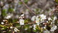 Morning, a bee on a cherry blossom. In spring, the bee pollinates the flowers. Small details close-up Royalty Free Stock Photo