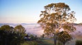 Morning in Bega Australia Royalty Free Stock Photo
