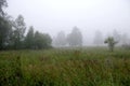 Morning in birch forest Royalty Free Stock Photo