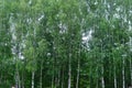 Morning in the birch forest Royalty Free Stock Photo