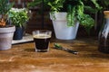 Morning black coffee in glass on table with plants in coffee shop