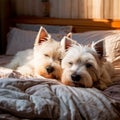 Morning Bliss: West Highland White Terriers Enjoying Pet-Friendly Accommodation Royalty Free Stock Photo