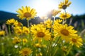 Morning Bloom: A Cluster of Yellow Daisies in a Green Meadow