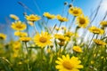 Morning Bloom: A Cluster of Yellow Daisies in a Green Meadow
