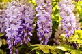 Morning Bloom: Macro Wisteria Blooms